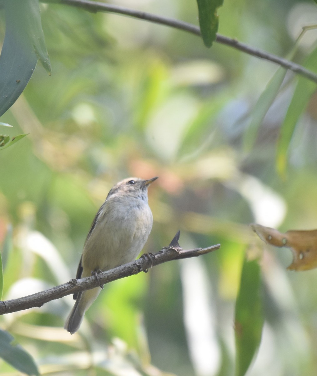 Grünlaubsänger - ML645983871