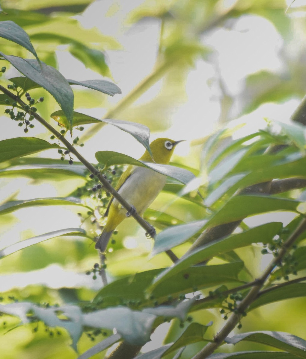 Gangesbrillenvogel - ML645983873