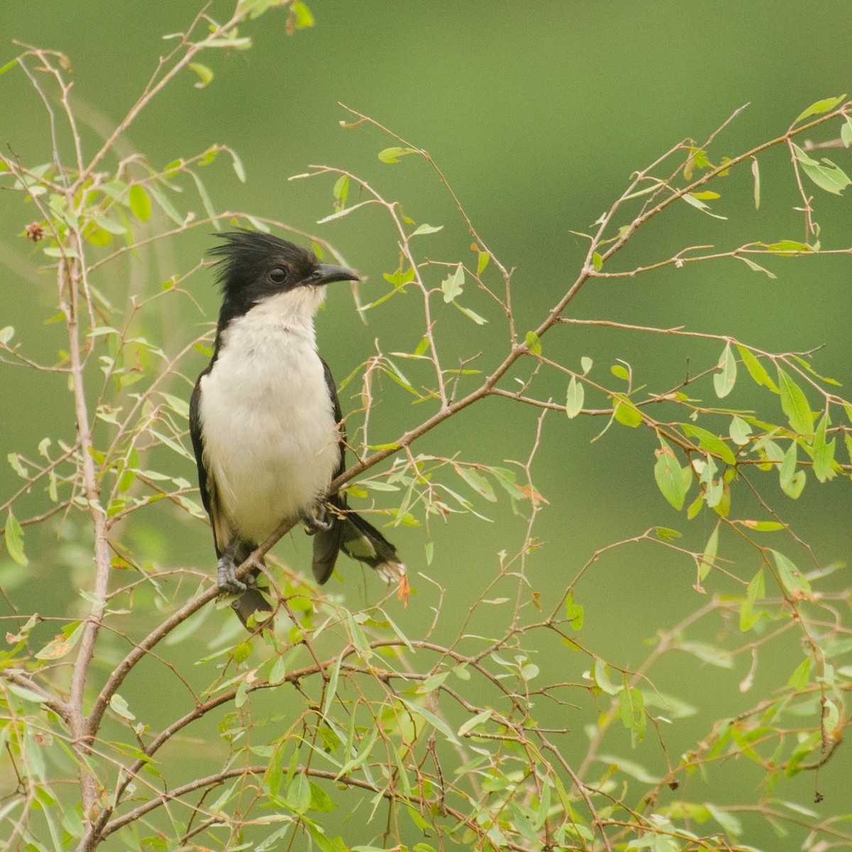 Jakobinerkuckuck - ML645983874