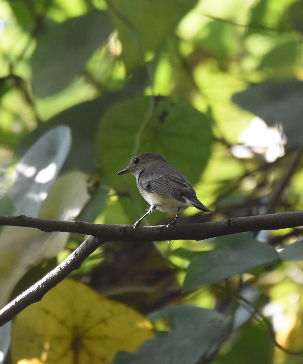 Taigaschnäpper - ML645983875