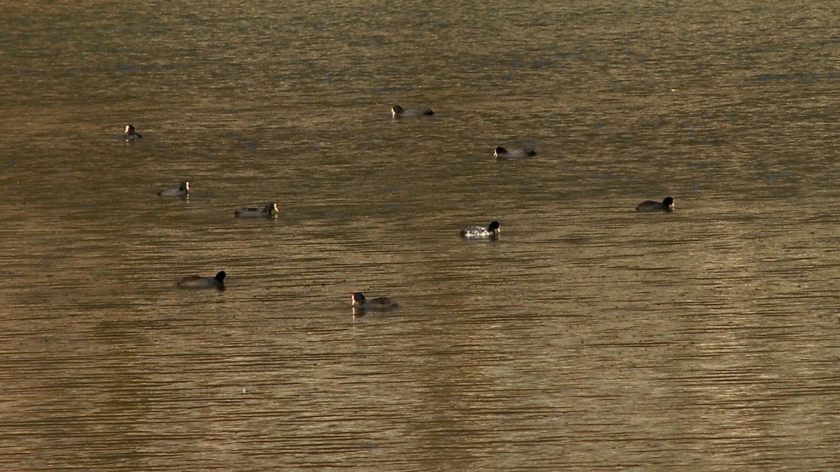 Blässhuhn - ML645983876