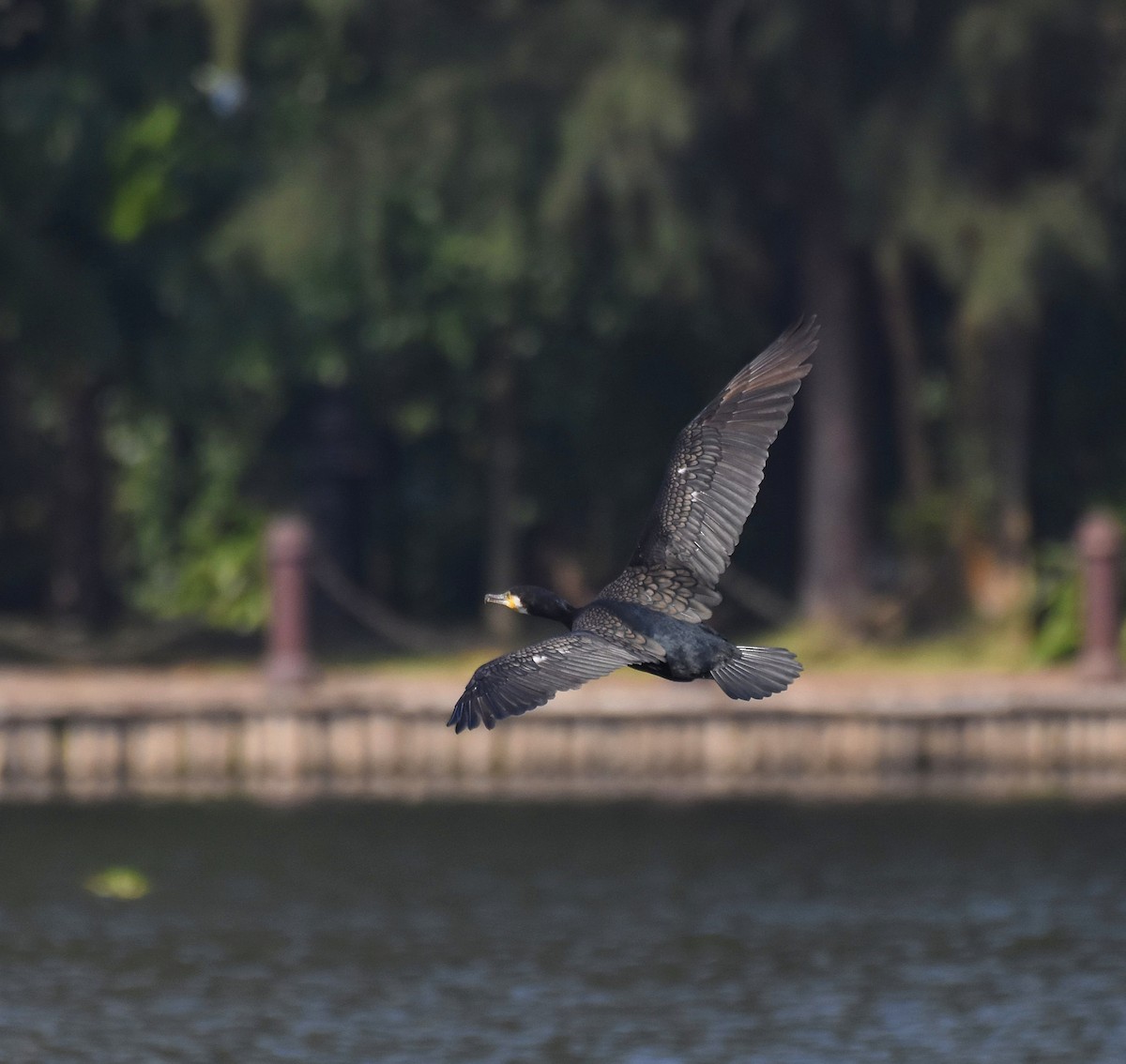 Kormoran - ML645983877