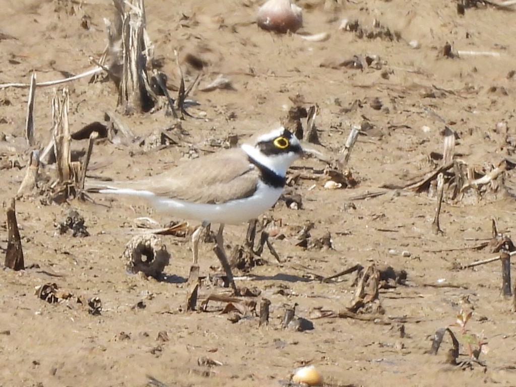 Flussregenpfeifer - ML645983878