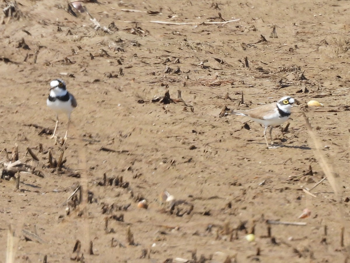 Flussregenpfeifer - ML645983879