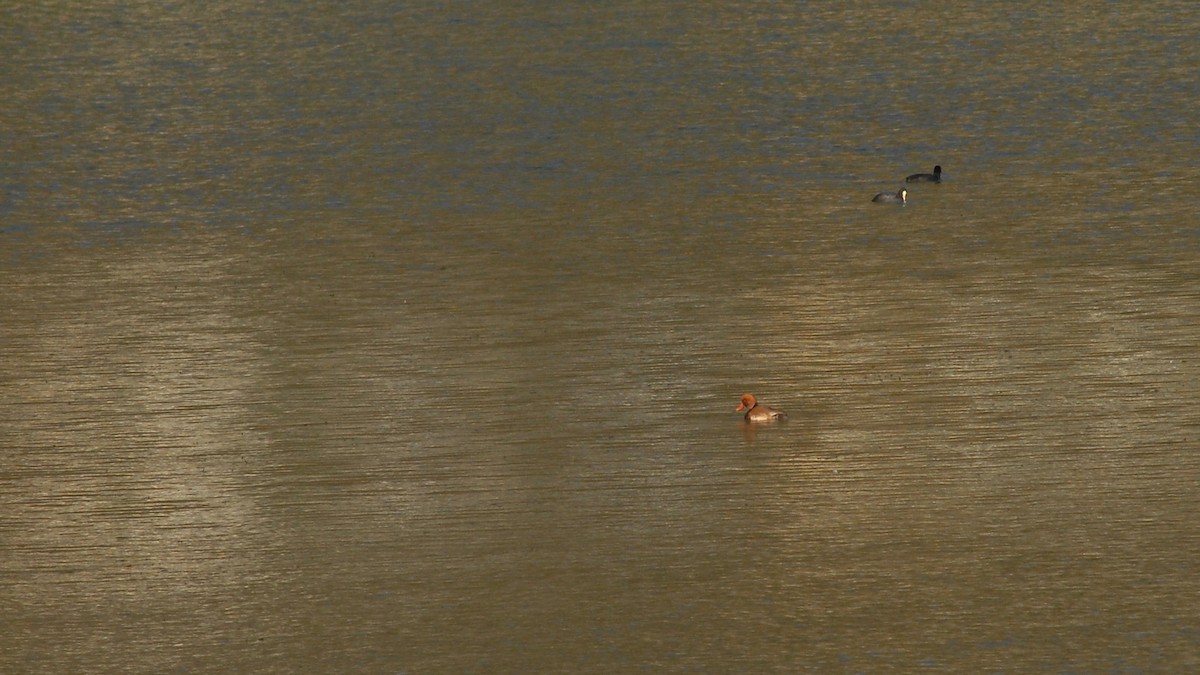 Kolbenente - ML645983880