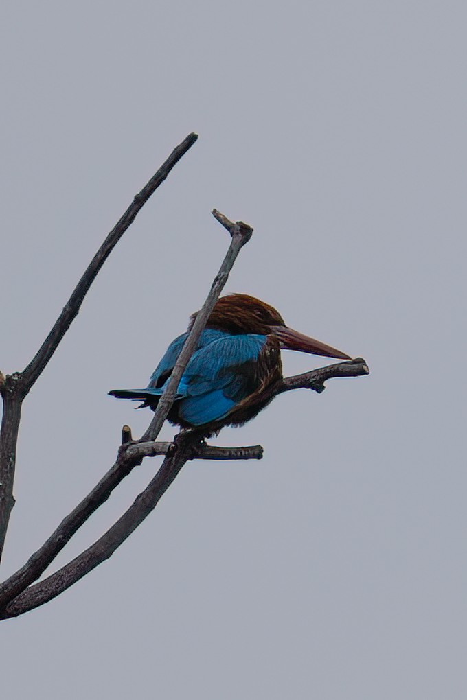 Braunliest - ML645983881