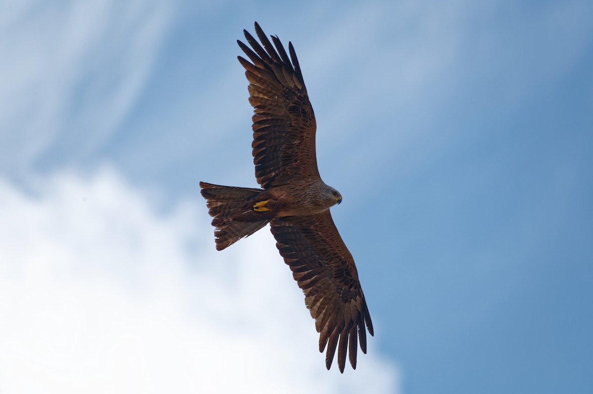 Schwarzmilan - ML645983882