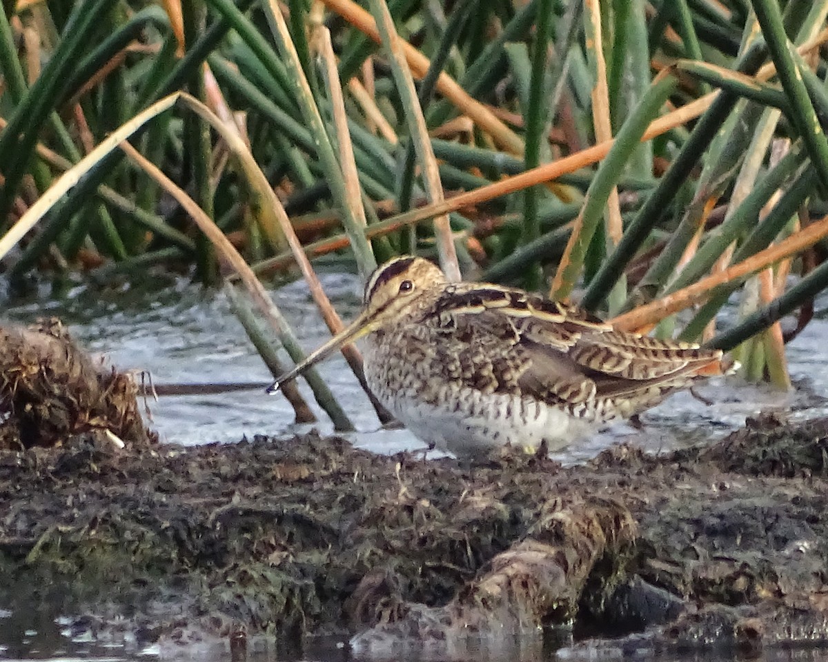 Japanbekassine - ML645983883