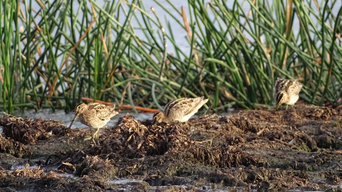 Latham's Snipe - ML645983886