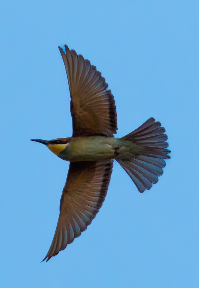 European Bee-eater - ML645983887