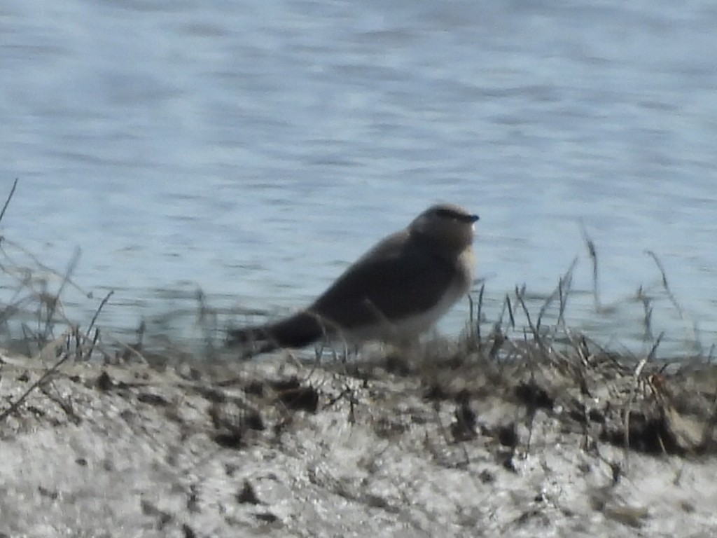 Small Pratincole - ML645983890