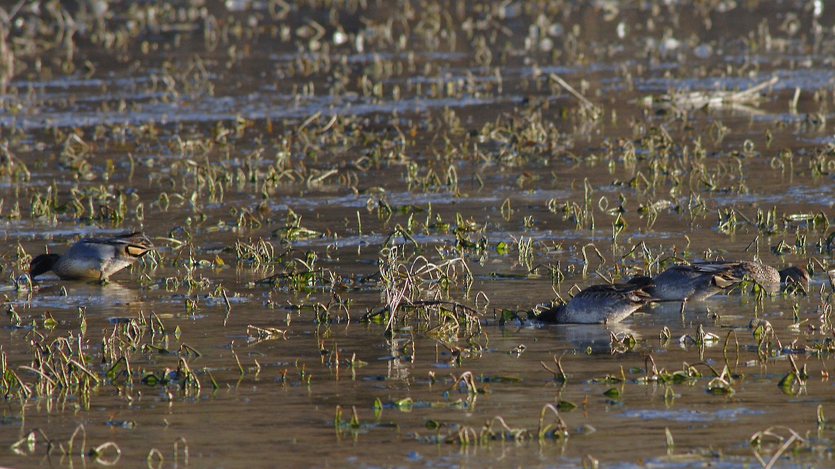 Green-winged Teal - ML645983891