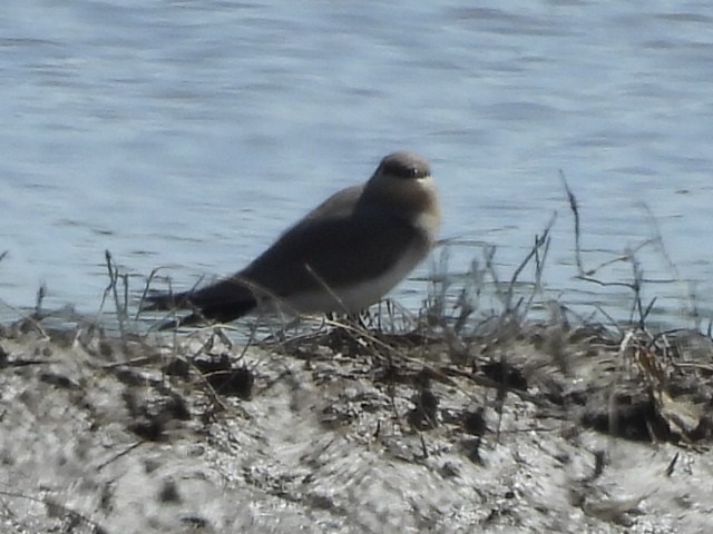 Small Pratincole - ML645983892