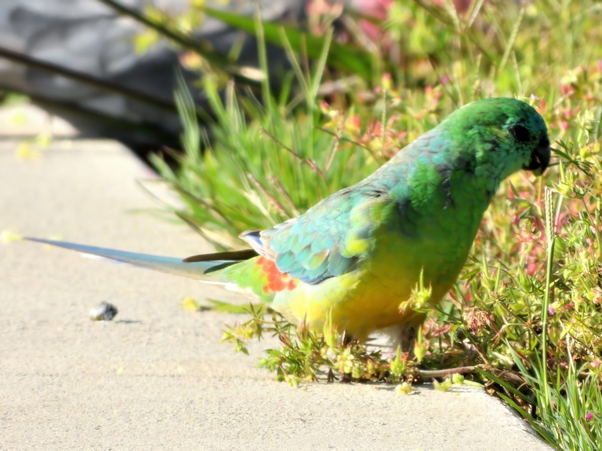 Red-rumped Parrot - ML645983893