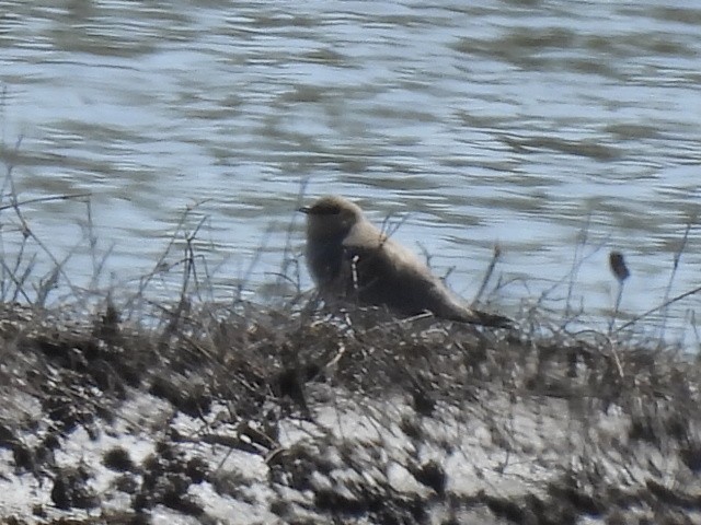 Small Pratincole - ML645983895