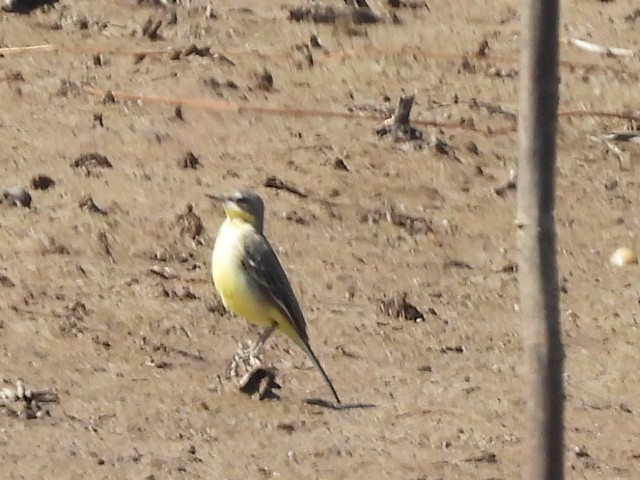Eastern Yellow Wagtail - ML645983902