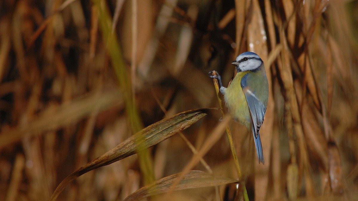 Eurasian Blue Tit - ML645983905