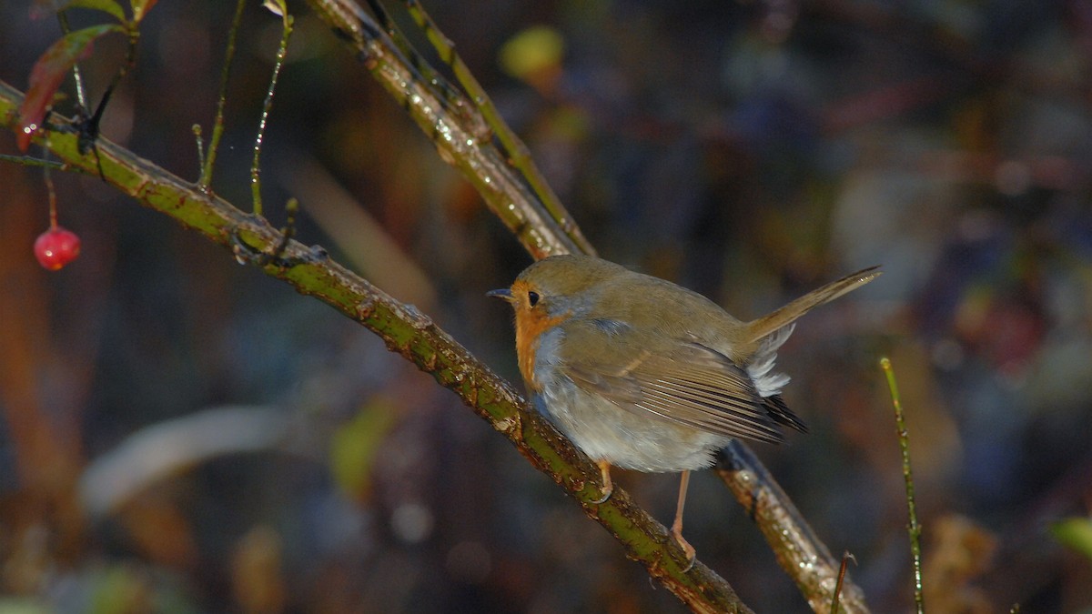 European Robin - ML645983908