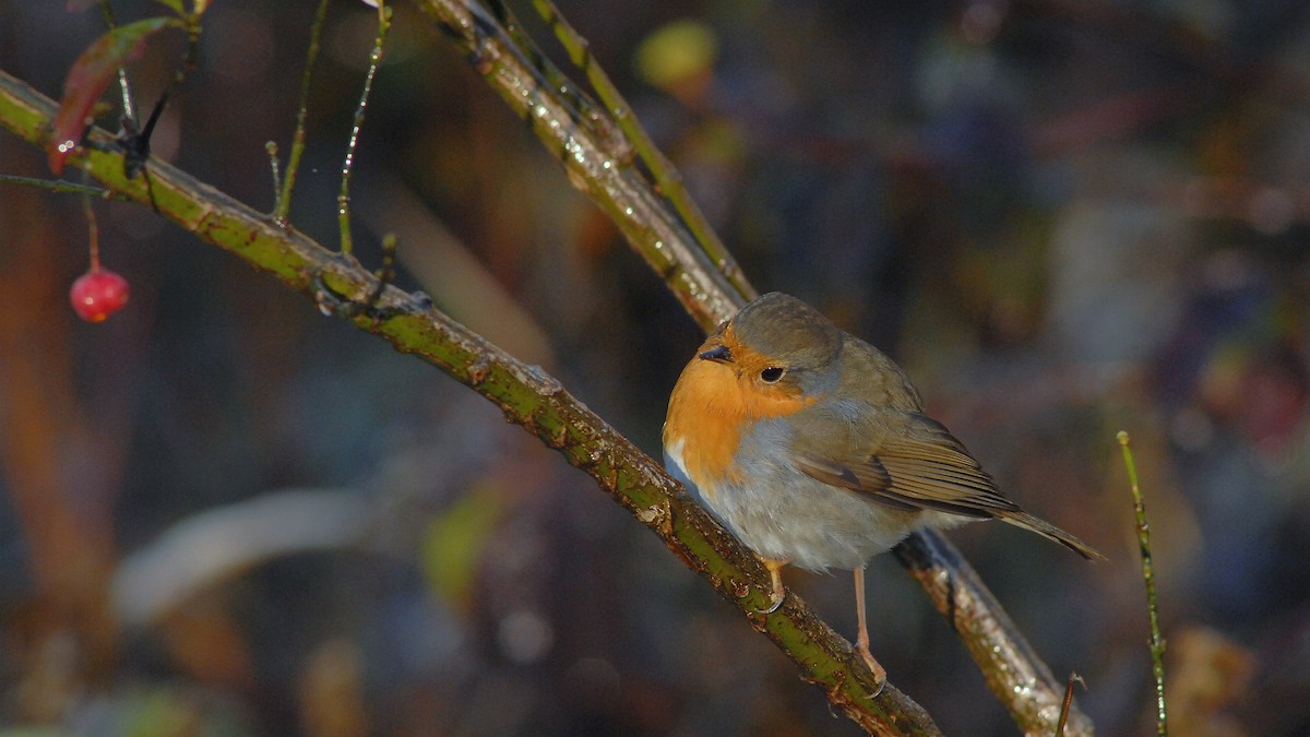 European Robin - ML645983909