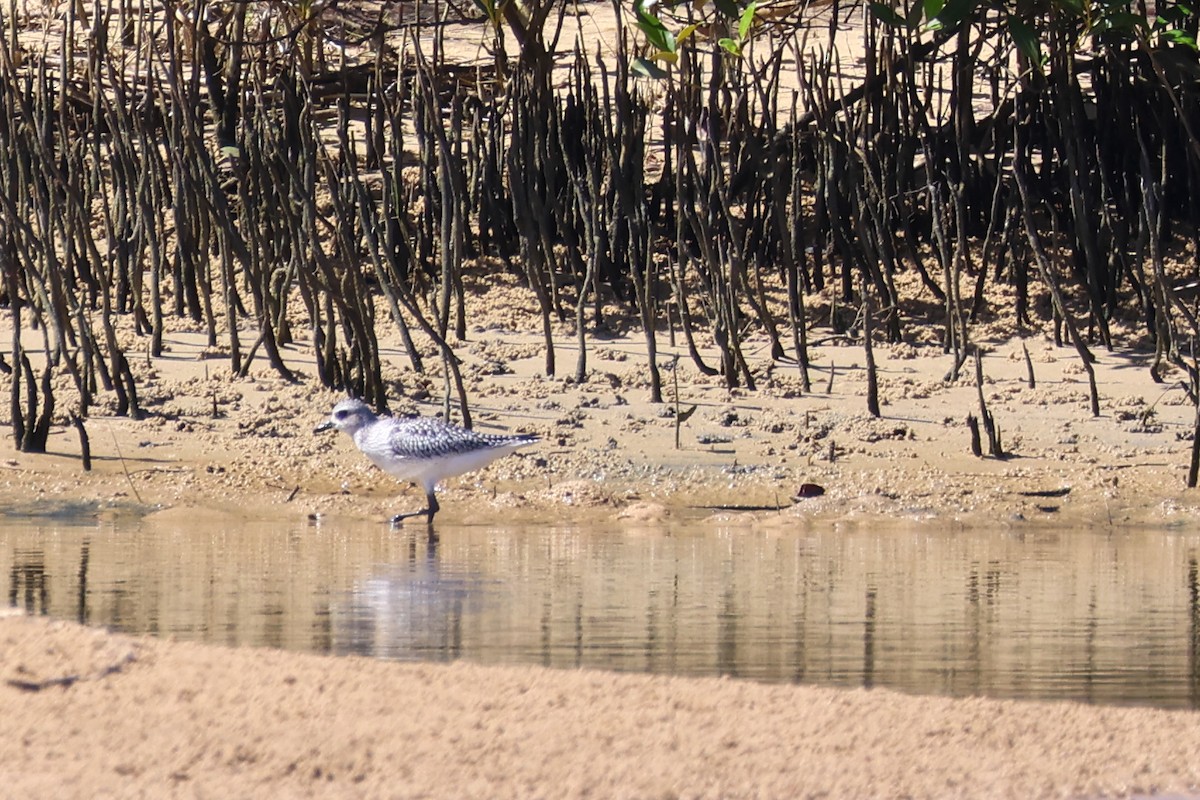 Gümüş Yağmurcun - ML645983917