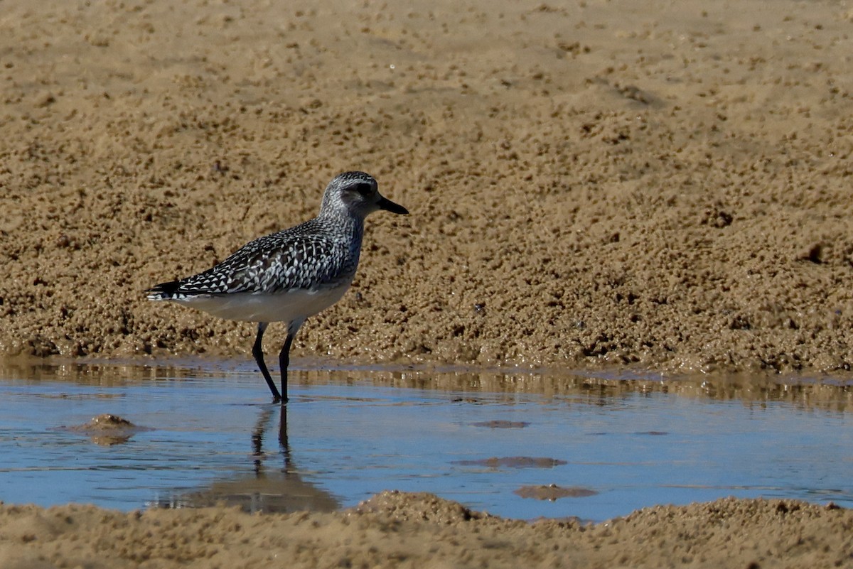 Gümüş Yağmurcun - ML645983918
