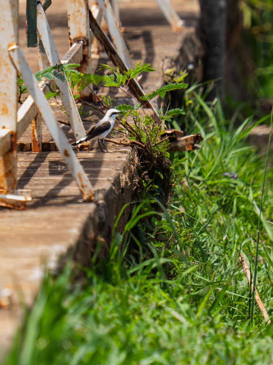 Masked Water-Tyrant - ML645983921