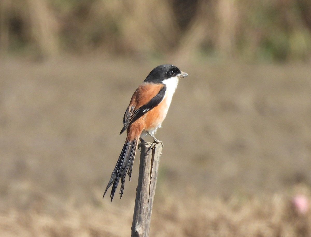 Uzun Kuyruklu Örümcekkuşu - ML645983922