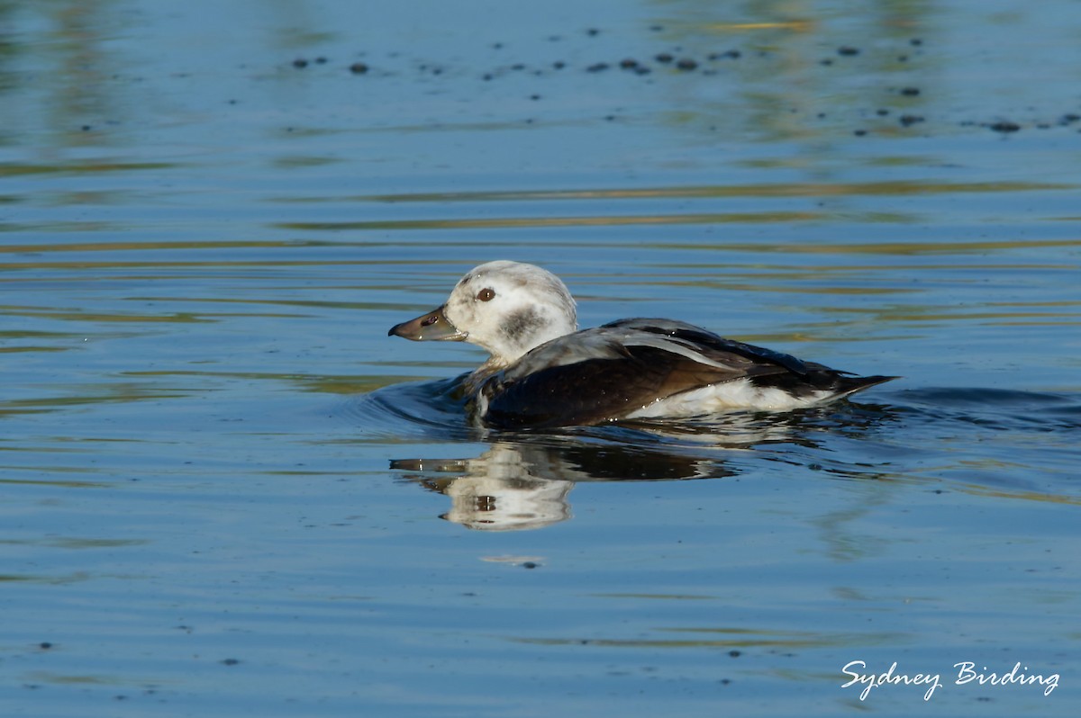 Telkuyruk - ML645983924