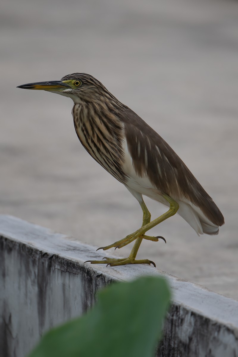 Çin Alaca Balıkçılı - ML645983928