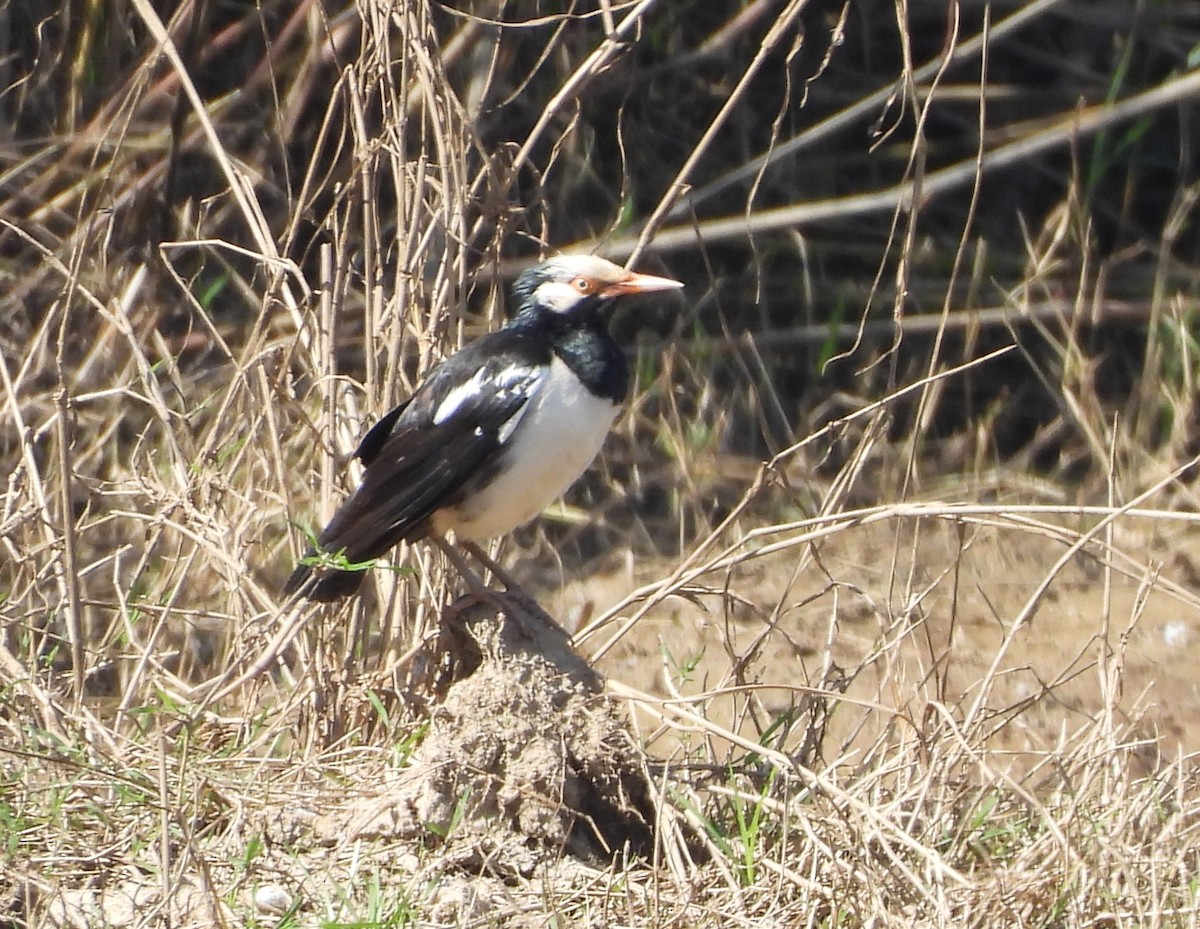 Siyam Alaca Sığırcığı - ML645983929