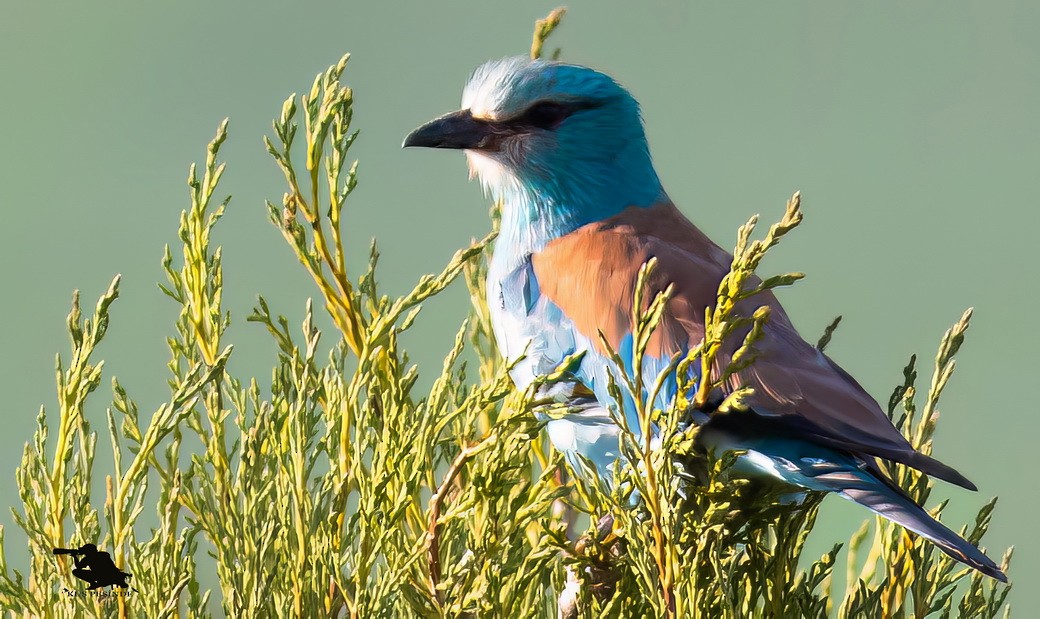 Gökkuzgun - ML645983930