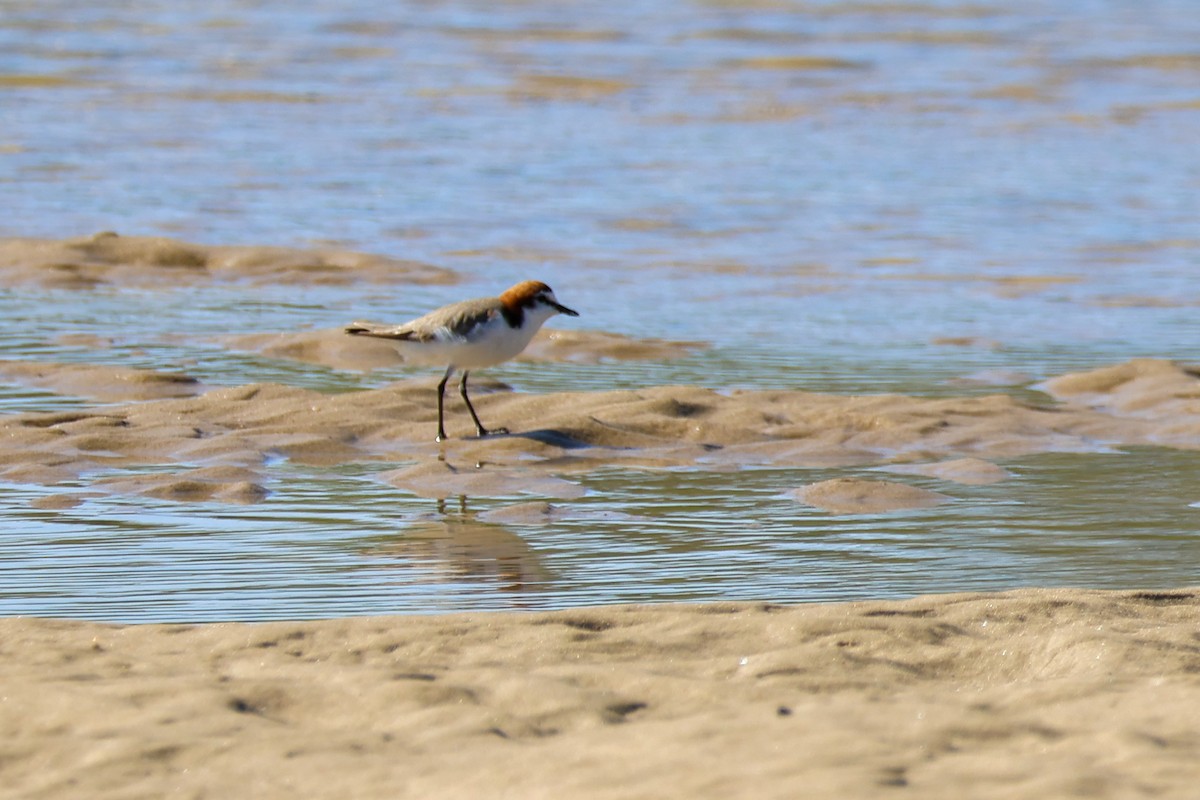 Kızıl Takkeli Cılıbıt - ML645983935