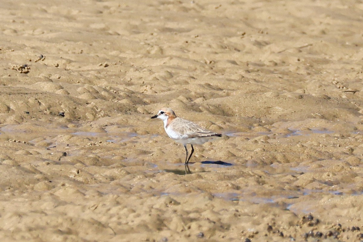 Kızıl Takkeli Cılıbıt - ML645983936