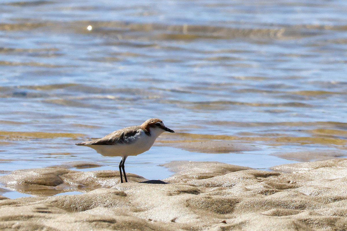 Kızıl Takkeli Cılıbıt - ML645983937