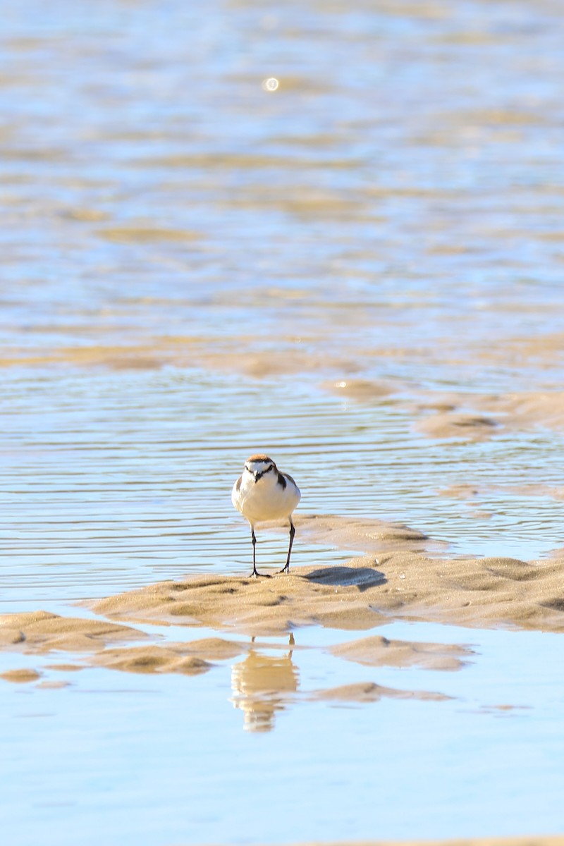 Kızıl Takkeli Cılıbıt - ML645983938