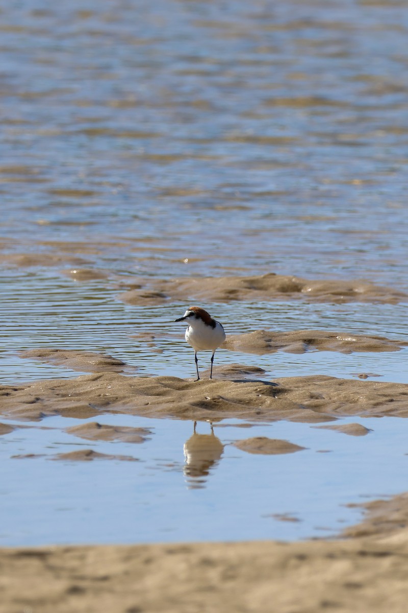 Kızıl Takkeli Cılıbıt - ML645983939