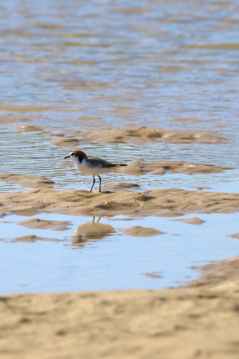 Kızıl Takkeli Cılıbıt - ML645983940