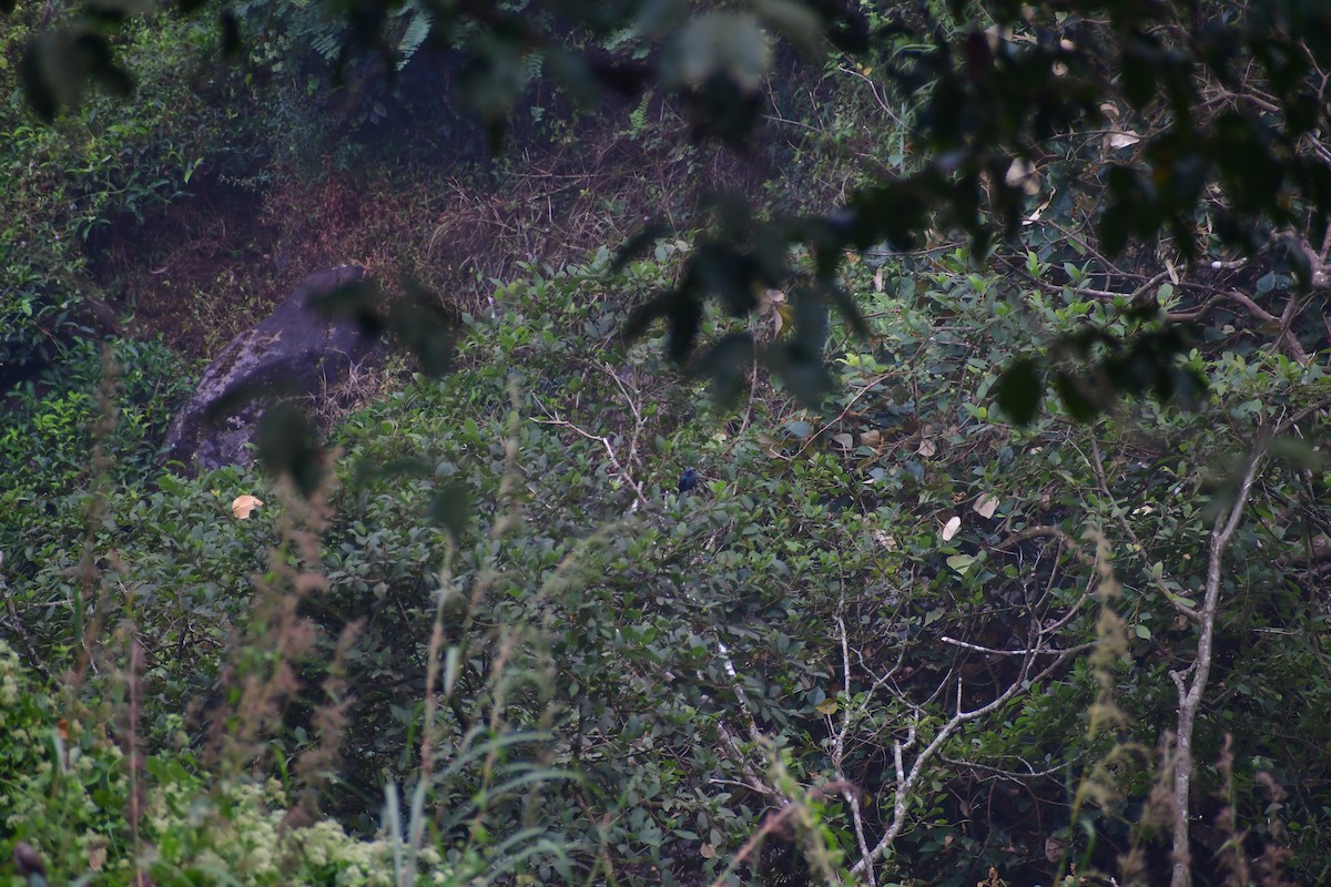 Nilgiri Sinekkapanı - ML645983946