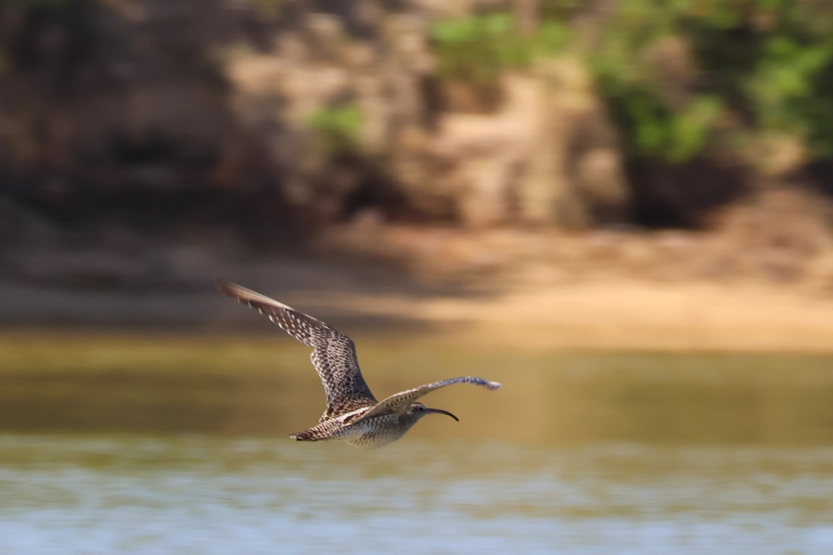 Sürmeli Kervançulluğu - ML645983948