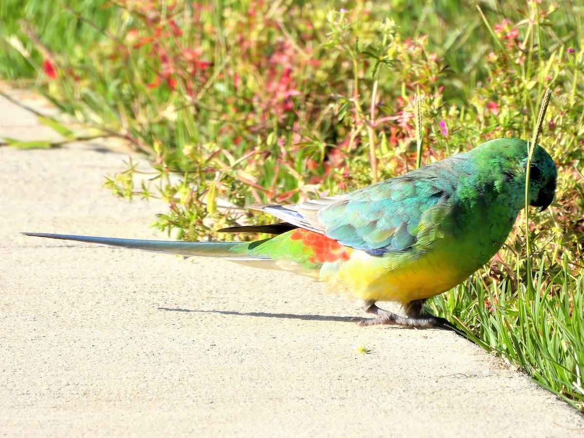 Kırmızı Belli Papağan - ML645983952