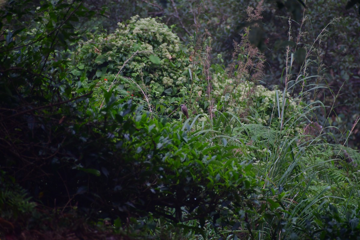 Kahverengi Örümcekkuşu - ML645983953