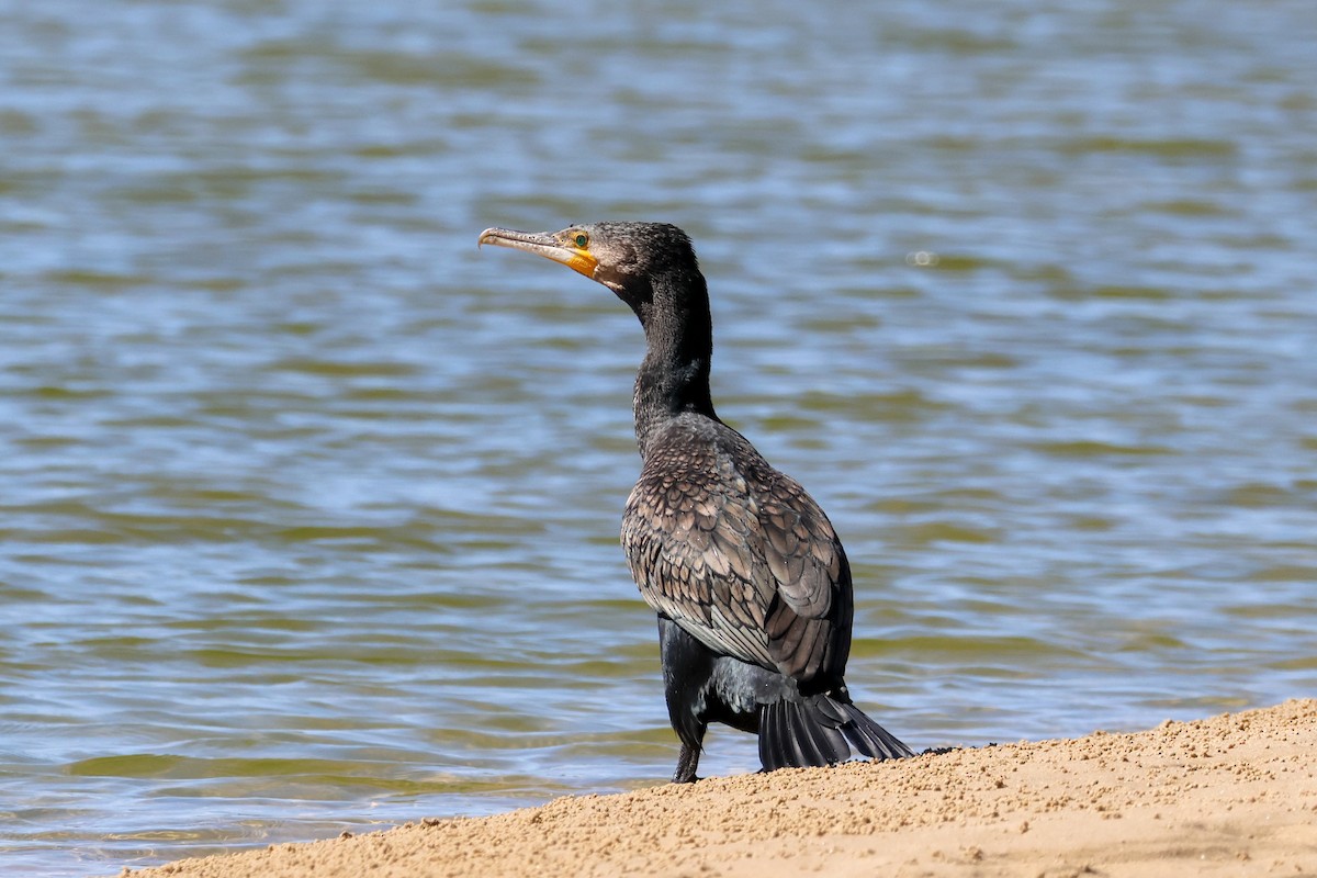 Karabatak - ML645983956