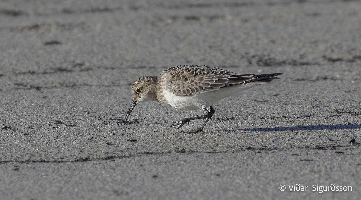 Baird's Sandpiper - ML645983957