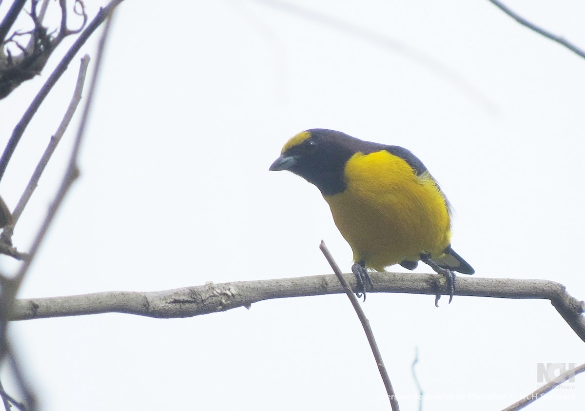 Mürdüm Kafalı Öfonya - ML645983960