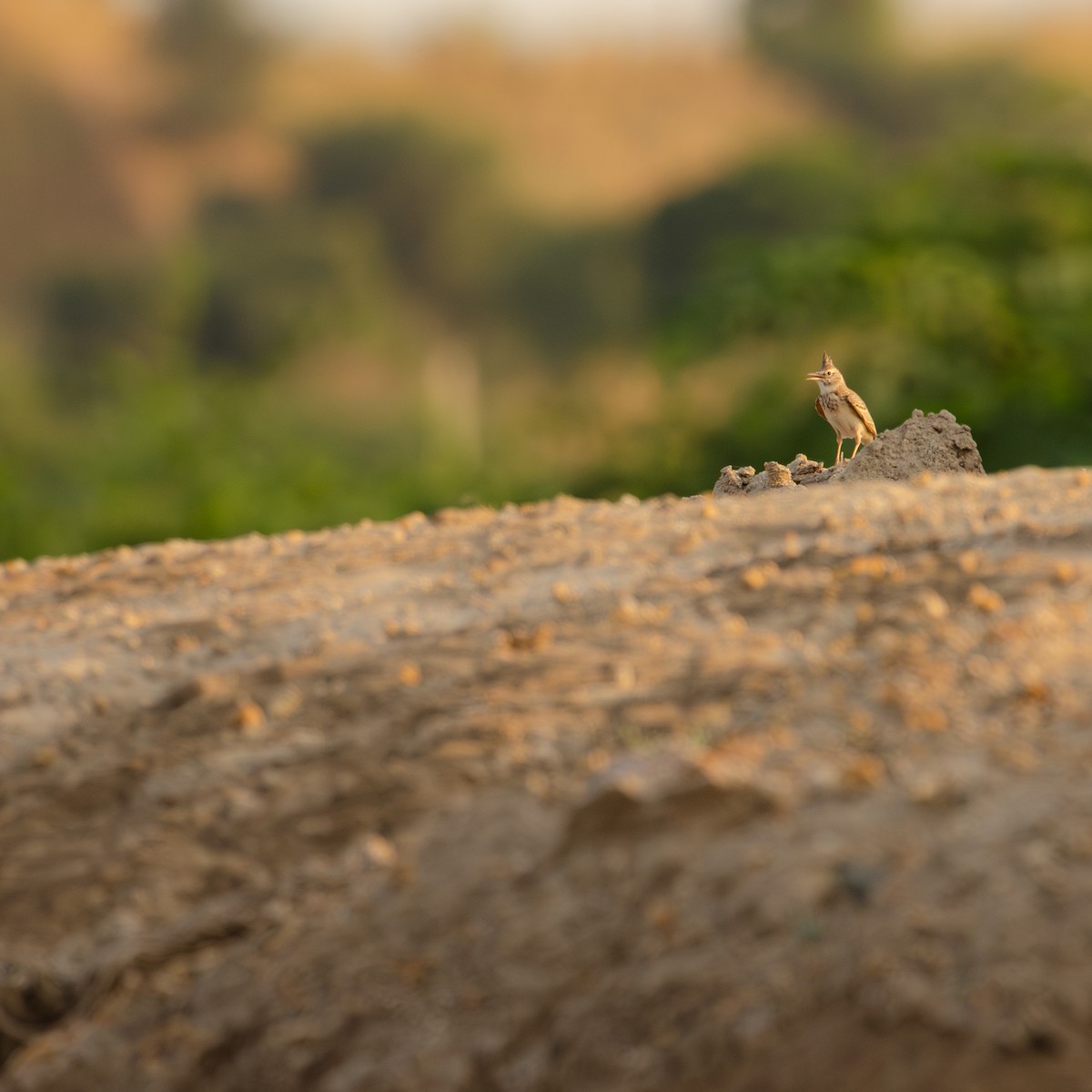 Tepeli Toygar - ML645983962