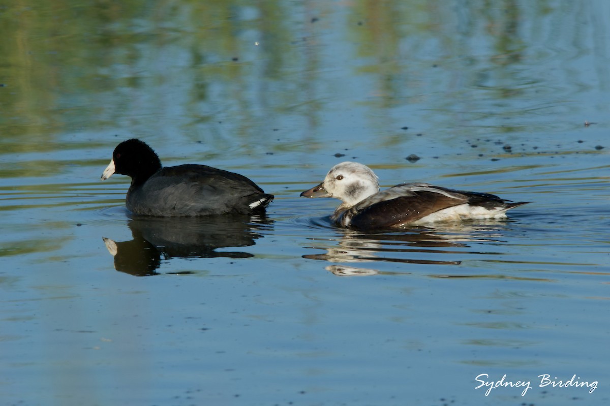 Telkuyruk - ML645983964