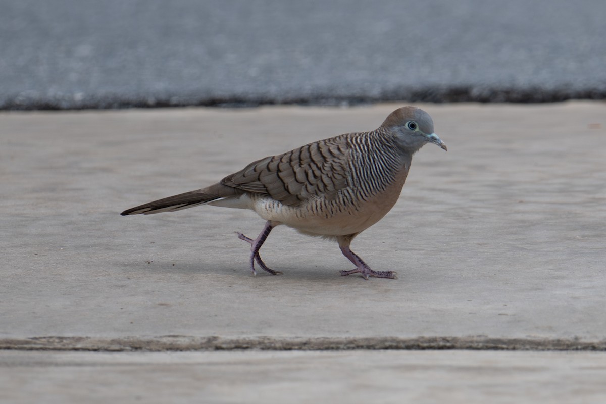 Zebra Kumrusu - ML645983966