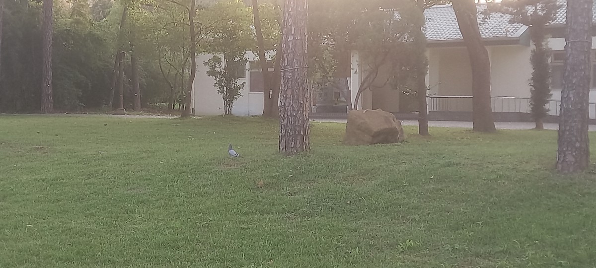 Haitz-usoa (etxekoa) - ML645983971