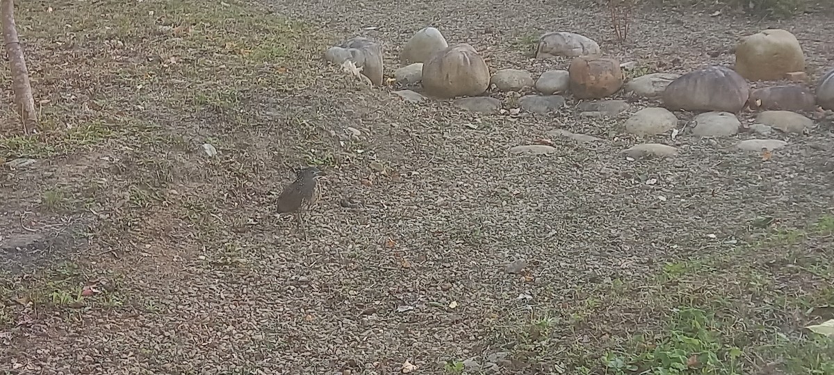 duskdverghegre - ML645983982