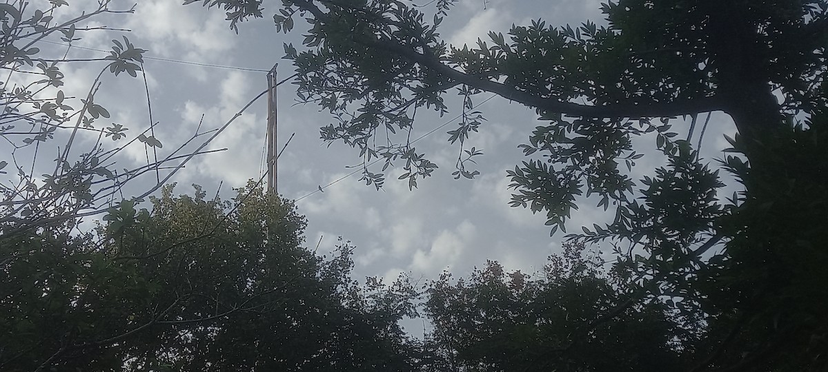 Black Drongo - ML645983989